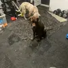 Cane corso potenza - @governor.browning - TikTok