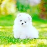 kirushiga sekar - @gowrisekar2007 - Instagram