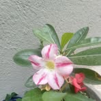 Graca Rodrigues - Facebook