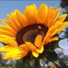 Grace Abad - @graceabad697 - TikTok