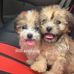 Grace Allison - Facebook