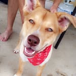 Grace Atwood - @grace_the_aussie - Instagram