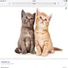 kwazaiiauger - @graceauger - TikTok