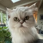 Gracie, Duchess of Bainbridge - @duchessofbainbridge - Instagram