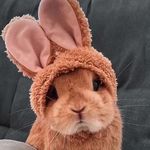 Grace Barone - @bunnybaby676 - Instagram
