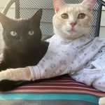 Grace, Bean, & Rory - @bunchofbohans - Instagram