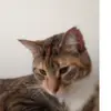 grace Briggs  - @grace.briggs29 - TikTok