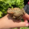 gracebudd_ - @gracebudd_ - TikTok