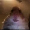 ... - @grace..bush - TikTok