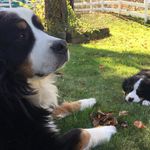 Chase And Grace 🐶 - @chase_and_grace - Instagram