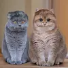 Grace Chew - @grace.chew - TikTok