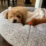 Grace Cody - @gracie_themaltipoo_ - Instagram