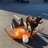 Grace Cole - @.grace.cole - TikTok