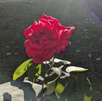 Grace Crocker - Facebook