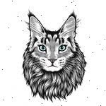 Mainecoon Fetzer - @gracedamronyfn - Instagram