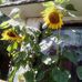 Grace Devlin - Facebook