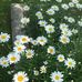Grace de Vries - Facebook