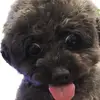 GraceDowns - @gracedownsgaupzp - TikTok
