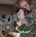 Gracie Downs - Facebook