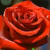 Grace Duarte - @grace.duarte94 - TikTok