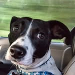 Bridgette Grace Eberhardt - @oreo_puppy0011 - Instagram