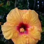 Grace Eberhardt - Facebook