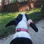 Grace Estep - @grace_themutt_pup - Instagram