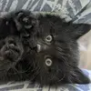 graceforthevoiceless - @graceforthevoiceless - TikTok