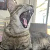 Gracie - @gracefulcher2 - TikTok