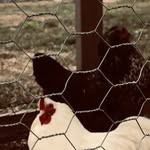 Grace Gebhardt - @myweirdchickens - Instagram