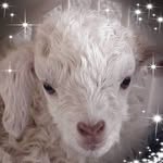 Grace Gerber - @larkspurfunnyfarm - Instagram
