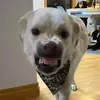 Hank the dog - @gracegillespie1248 - TikTok