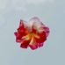 Grace Griego - Facebook