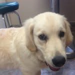 Lola Grace Harkins - @lola_the1dog - Instagram