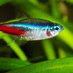 grace harold - @grace_harold_the_fish - Instagram