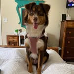 Hazel Grace Harrelson 🐾 - @hg_aussie1 - Instagram