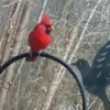 Grace Hawk - @hawkrble - TikTok