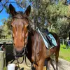 Grace Heaton - @gracexequestrian_ - TikTok