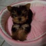 Gracie Higginbotham - @graciechanelteacup - Instagram