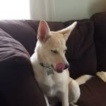 Elune Grace Hinkle - @elunewolfdog - Instagram