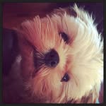 Hazel Grace Hinkle - @hazel_the_bestest_puppy - Instagram