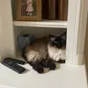 Grace_joplin009966 - @gracee_joplin - TikTok