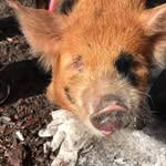 Harper Grace Joplin - @harpergracejoplin - Instagram