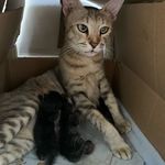 Grace Kline - @cats_nducks - Instagram