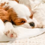 Gracie Knauff - @graciegirl_thecavalier - Instagram