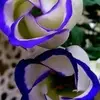 Grace Ledesma - @grace.ledesma1 - TikTok