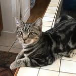 Grace Lester - @kittycat.lester - Instagram