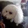 nanagrace - @graceloomis6 - TikTok