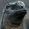 graceloosbroockst - @graceloosbroockst - TikTok