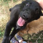 Grace Maddox - @puppiesfordays12 - Instagram